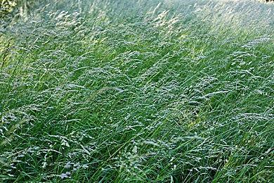 《街头霸王6》新开发者实机演示：莉莉vs埃德蒙·本田